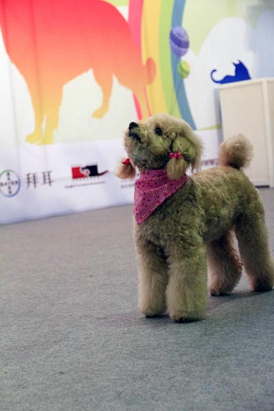 2013第五届上海宠物大会